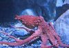 Scientist Develop New Octopus Military Camouflage