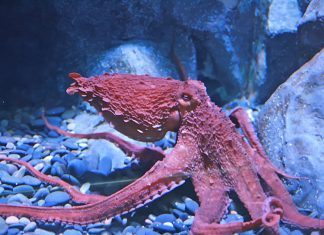 Scientist Develop New Octopus Military Camouflage